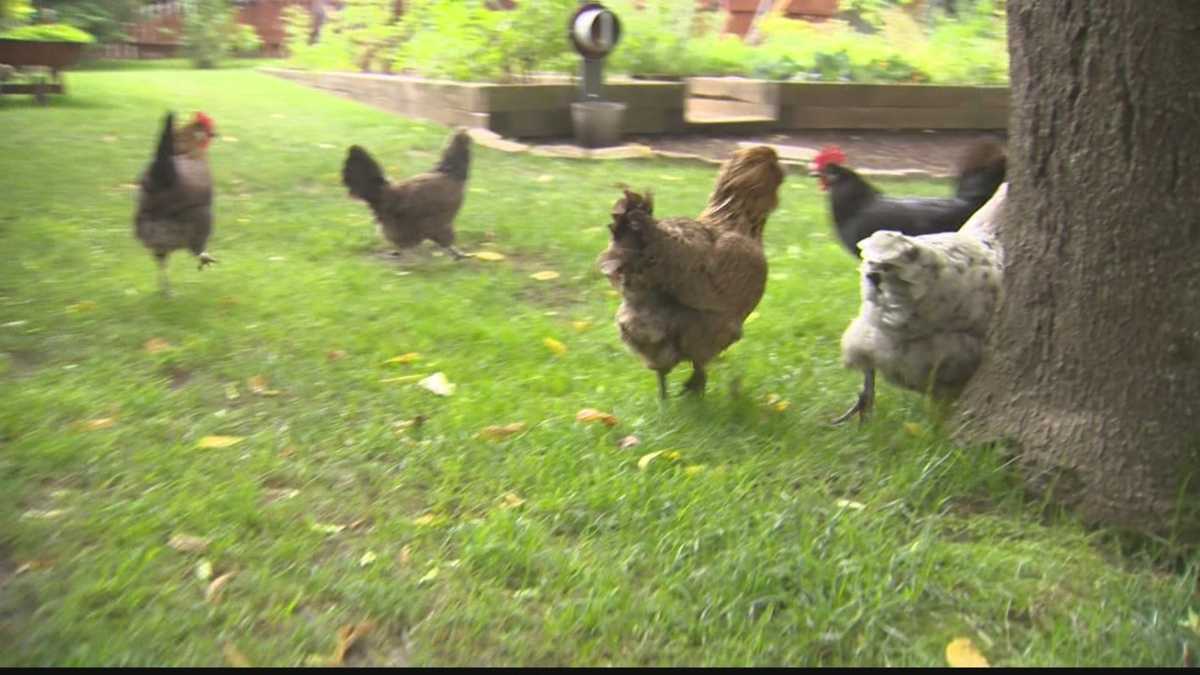 Code changes allow more chickens for Pittsburgh homeowners