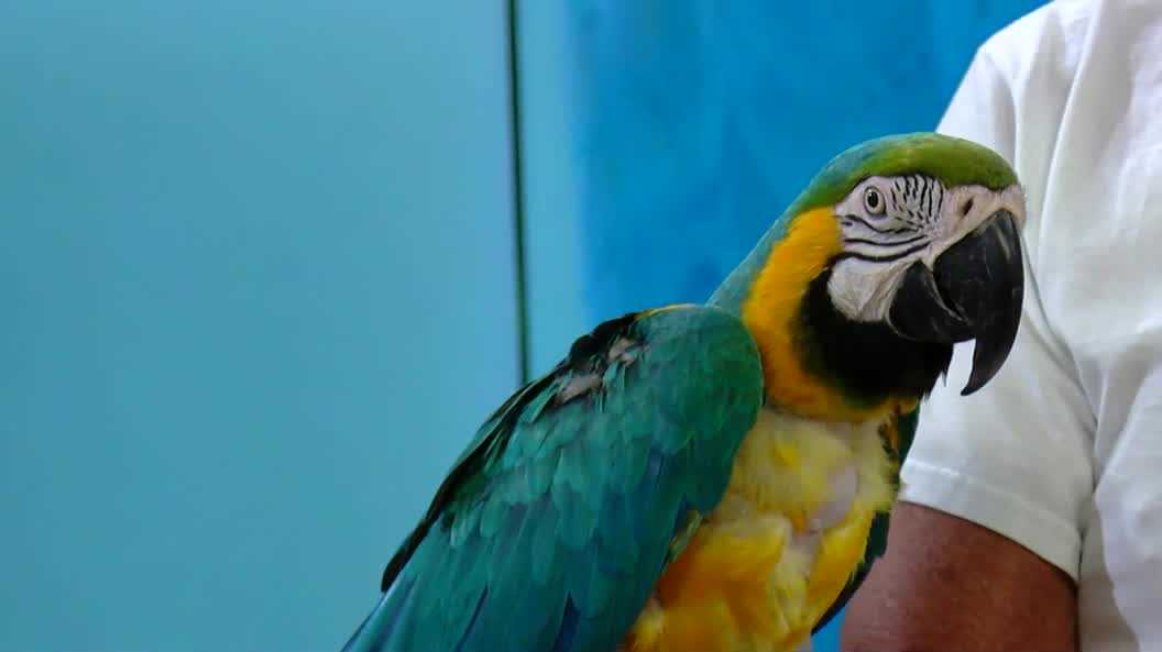 Creature Feature Aug. 12: Parrot Outreach Society