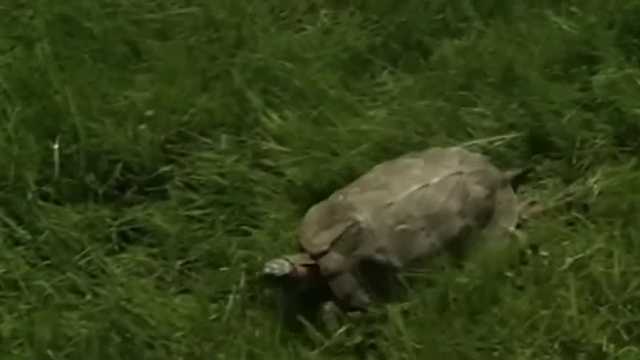 New Hampshire turtle nesting season quickly approaching - Vimarsana News