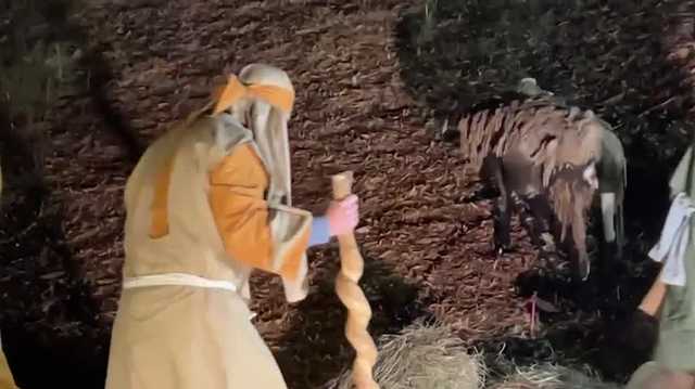 Alabama Christmas tradition uses live animals, actors to show life of Jesus - Vimarsana News
