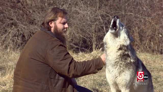 Howling wolves and exotic animals in Massachusetts - Vimarsana News