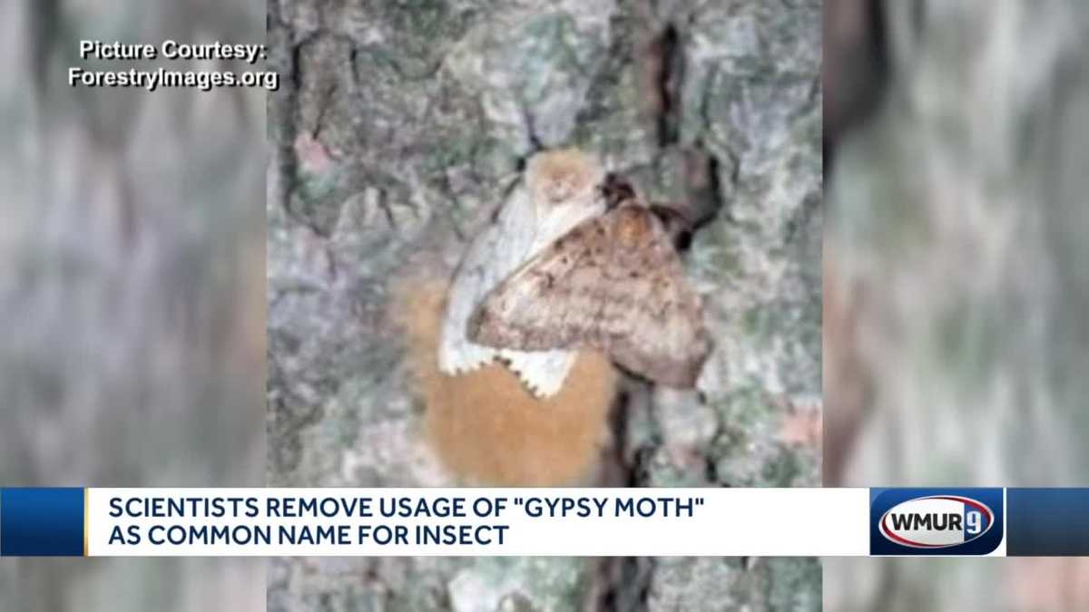 Scientists remove usage of 'gypsy moth' as common name for insect