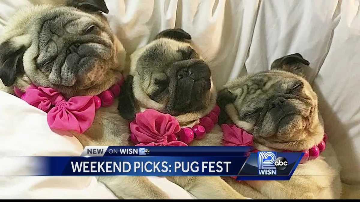 Weekend Pick Milwaukee Pug Fest