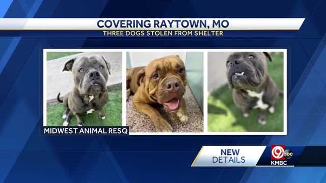 Raytown shelter provides tragic update on stolen dogs - Vimarsana News