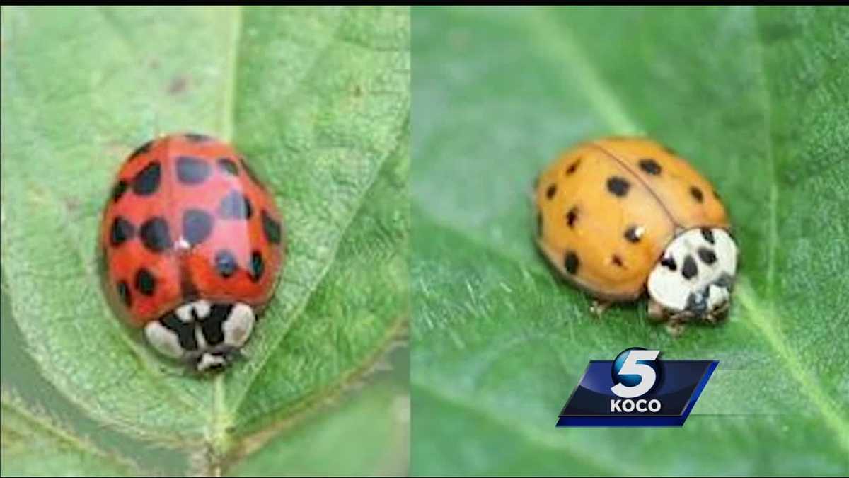 not-your-typical-ladybug-beetles-with-bite-invade-oklahoma