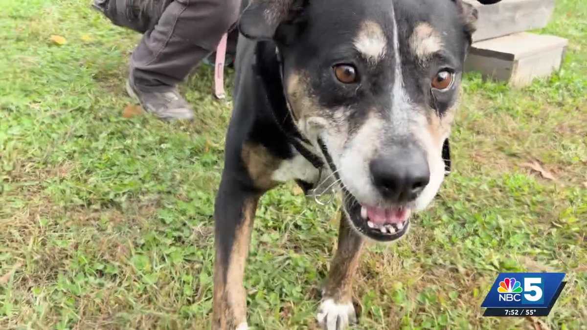 Pet Connection: Oct. 8, 2026