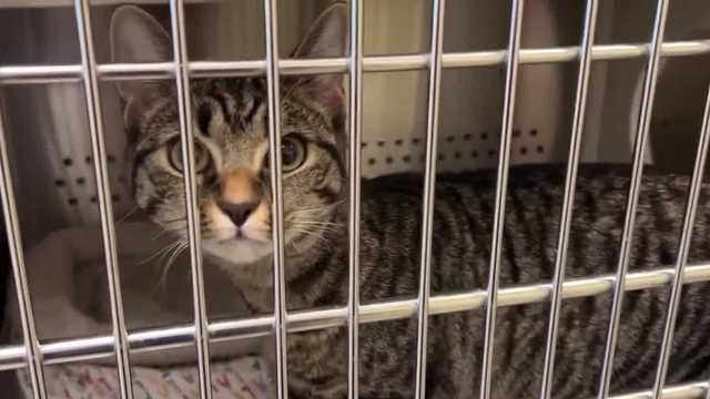 'Adds an animal welfare focus': Baltimore County proposes laws to protect animals from hoarding