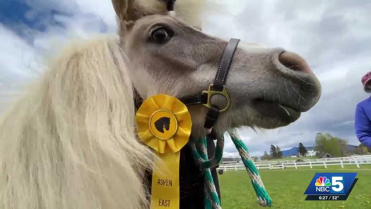 Meet the miniature horses who wandered into a local road race in Jericho