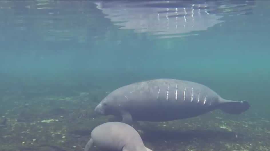 Manatee mating season prompts safety reminders for Florida beachgoers