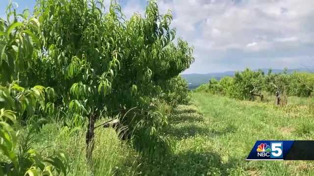 Local farms struggle to produce fruit due to lack of pollinator insects - Vimarsana News