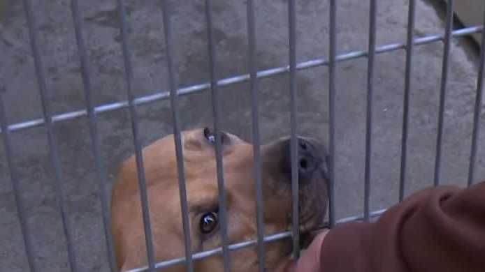 Pets at Bradshaw Animal Shelter are looking for their ‘fur-ever’ homes