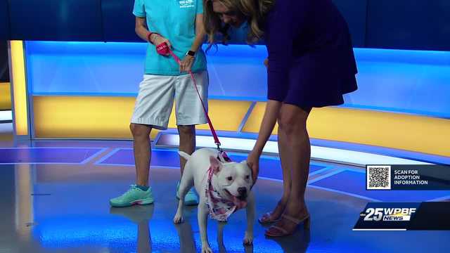 Cookie is looking for a forever home