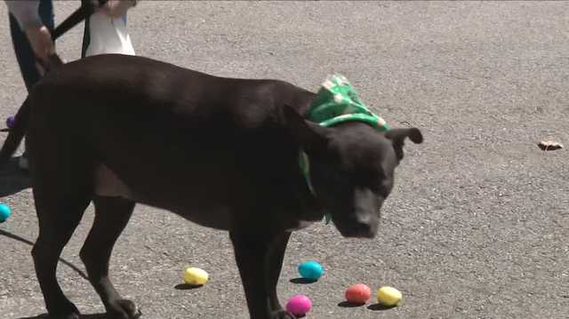 'The Wholistic Pet' in Bedford hosts 5th annual Doggie Easter Egg Hunt - Vimarsana News