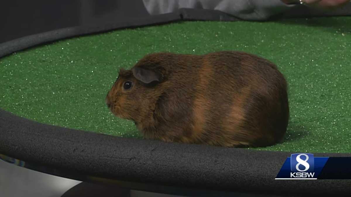 Pet of the Weekend Chia the Guinea Pig