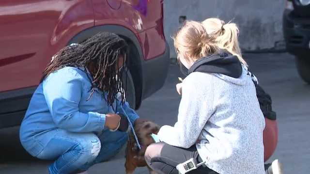 Muddy Paws offers free vaccinations, cheap microchips during monthly clinic - Vimarsana News