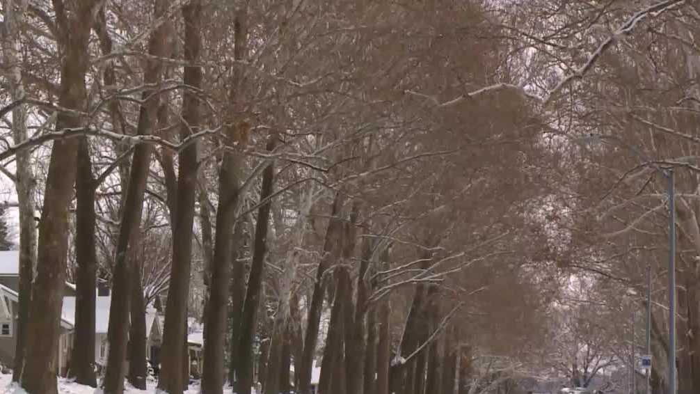 City of Des Moines plans to plant 100,000 trees in 25 years