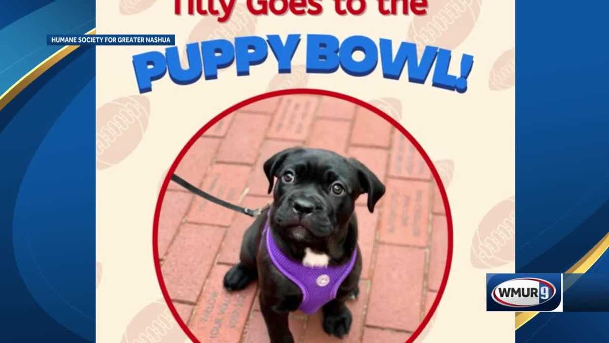 A look inside the 2023 Puppy Bowl