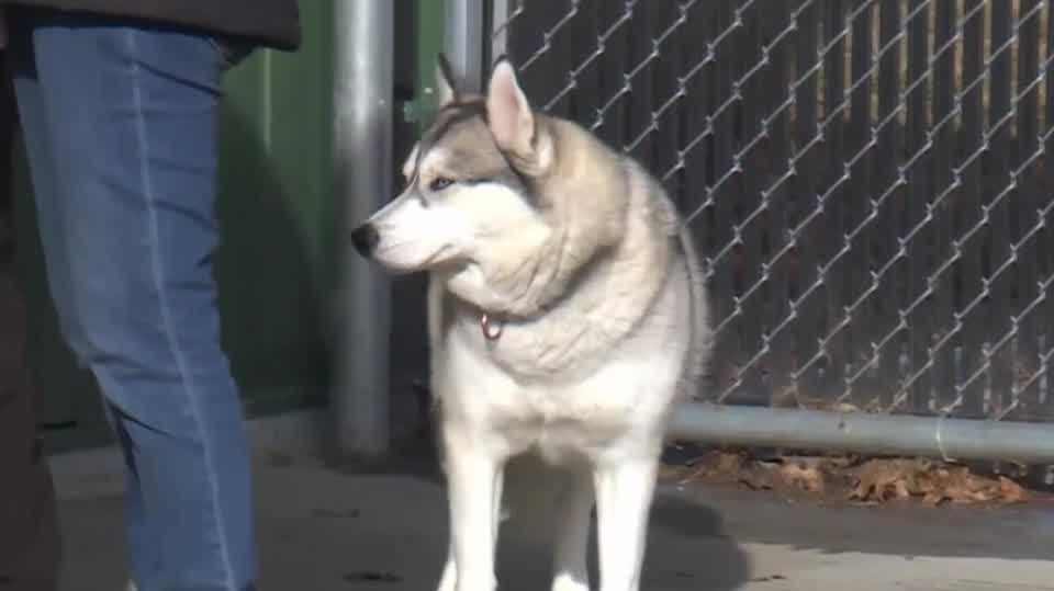 2 dogs from Daniel Gingerich's puppy mill are getting a new home