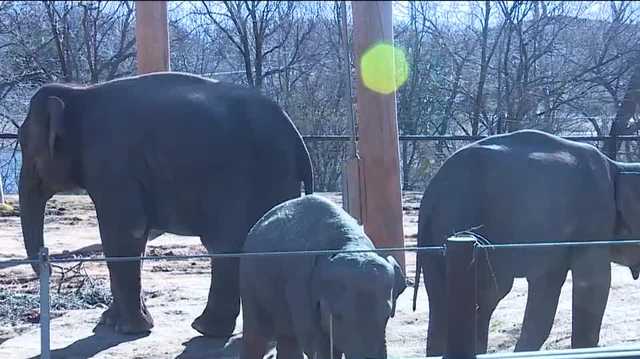 2 pregnant Asian Elephants at an Oklahoma zoo share special connection - Vimarsana News
