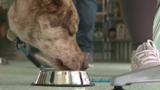 New ice cream shop for dogs opens in Milwaukee's Third Ward - Vimarsana News