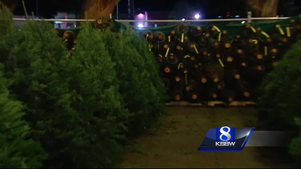 CA drought impacting Christmas tree prices