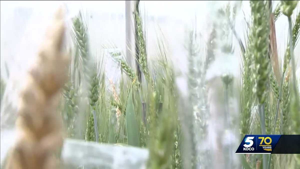 Fast-growing wheat due to warm winter could make crop vulnerable during late freezes