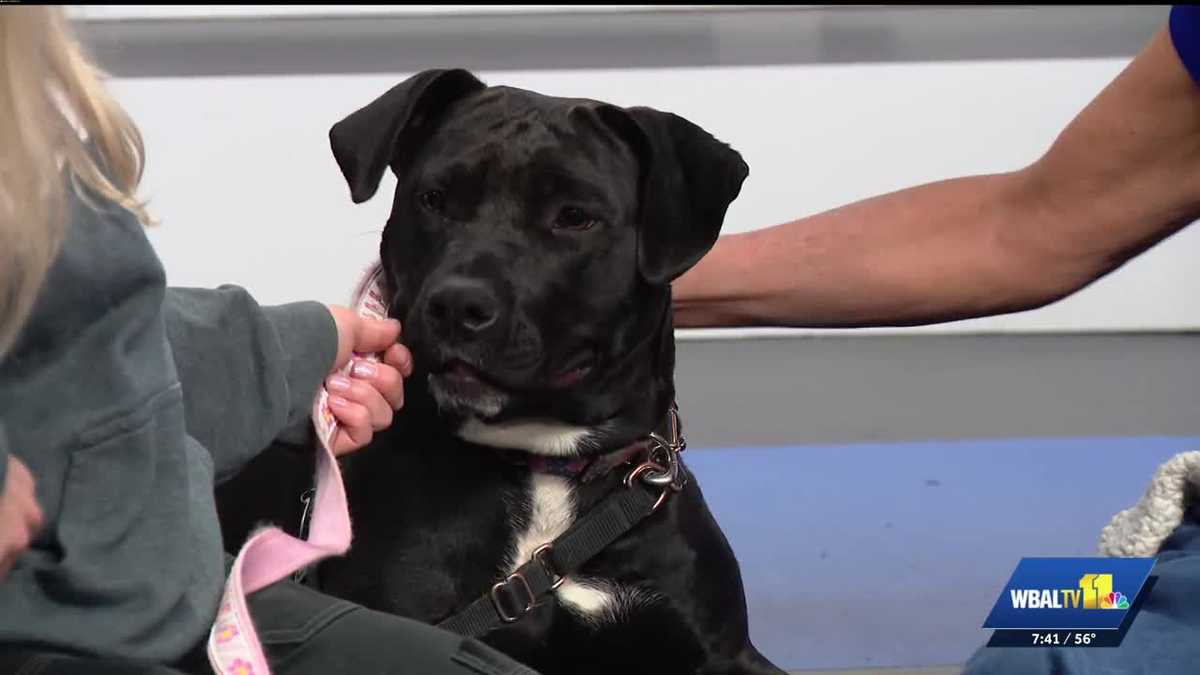Meet Lightning: A bolt of puppy energy, ready for adoption at the Baltimore Humane Society