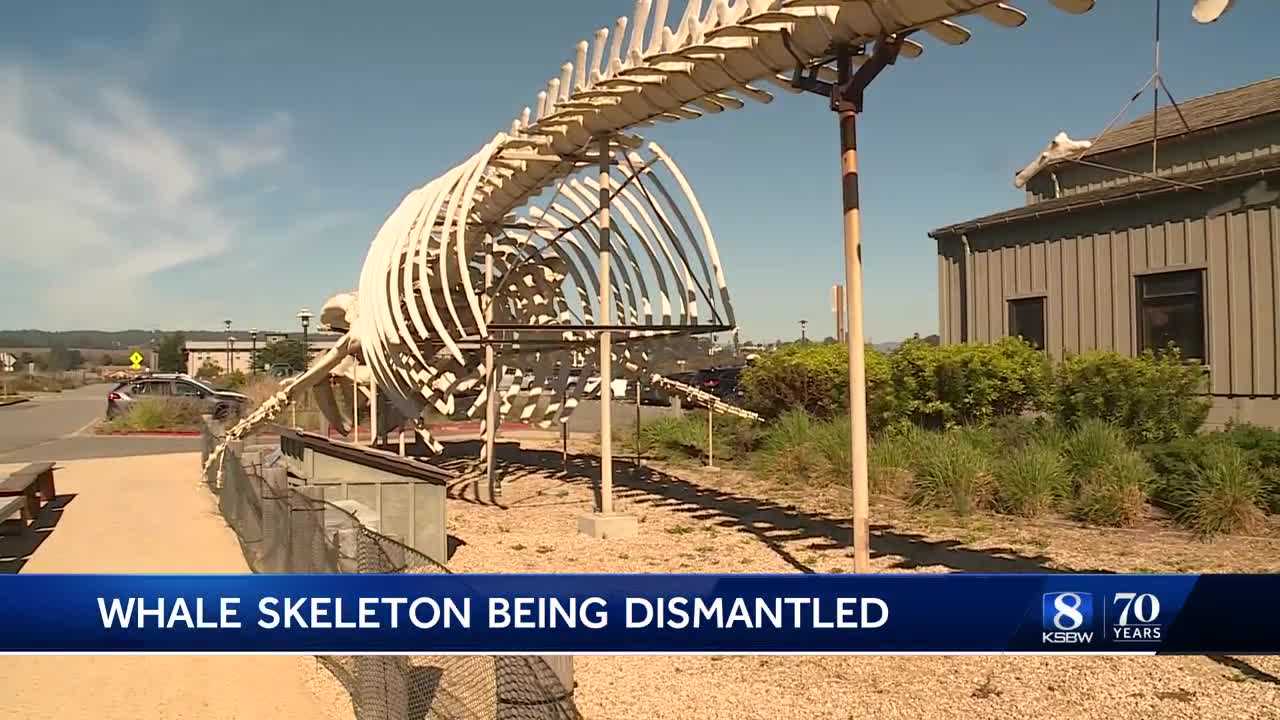 Santa Cruz whale skeleton display to be dismantled