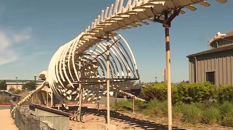 santa-cruz-whale-skeleton-display-to-be-dismantled