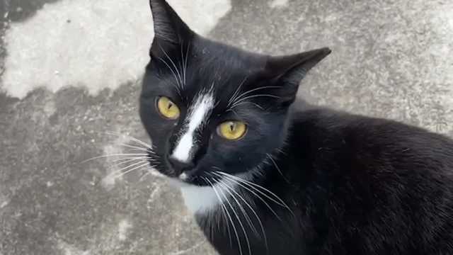 Animal Services investigate poisoning deaths of local cats - Vimarsana News