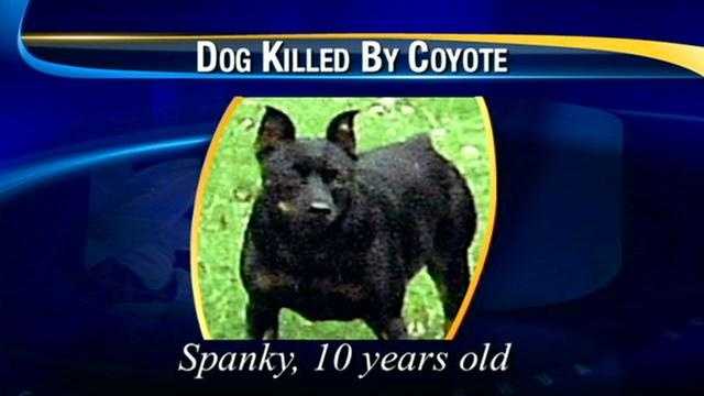 Coyote attacks dogs