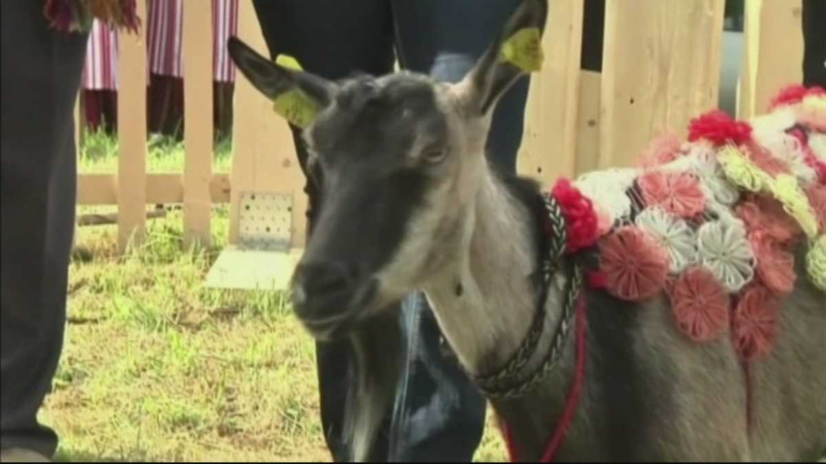 Animal Stories With Dan Green goat beauty pageant