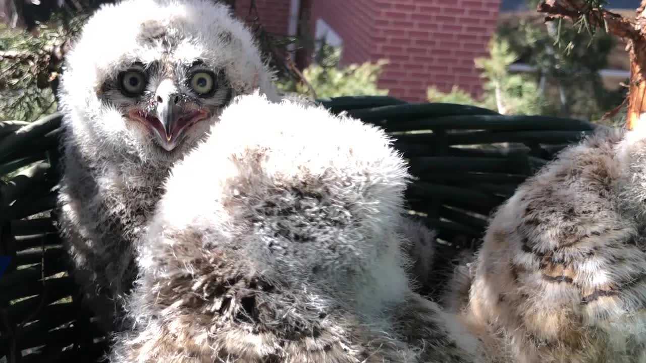 Watch: Rescued Baby Owls Reunited With Family