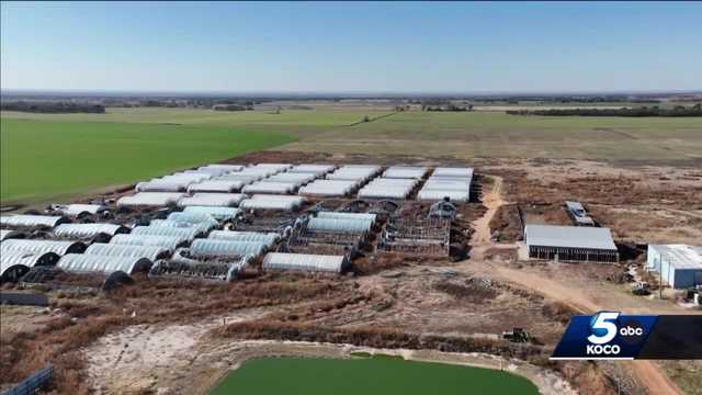 Questions after quadruple murder at marijuana grow in Oklahoma - Vimarsana News