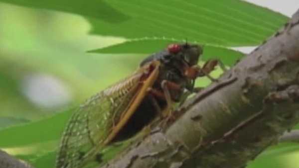 massive cicada season coming