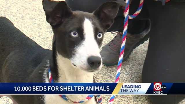 KC animal advocate looks to give dog beds to shelter animals - Vimarsana News