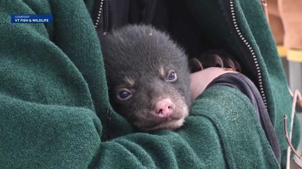 Inside the bear den: scientists examine black bears and bear cubs to better understand population
