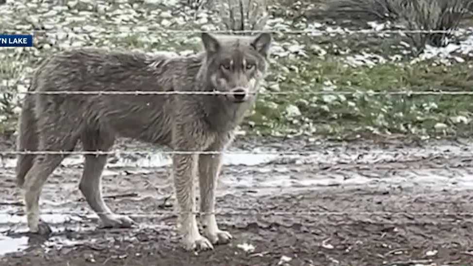 Wildlife crews stop actively searching for young wolves after California livestock attacks