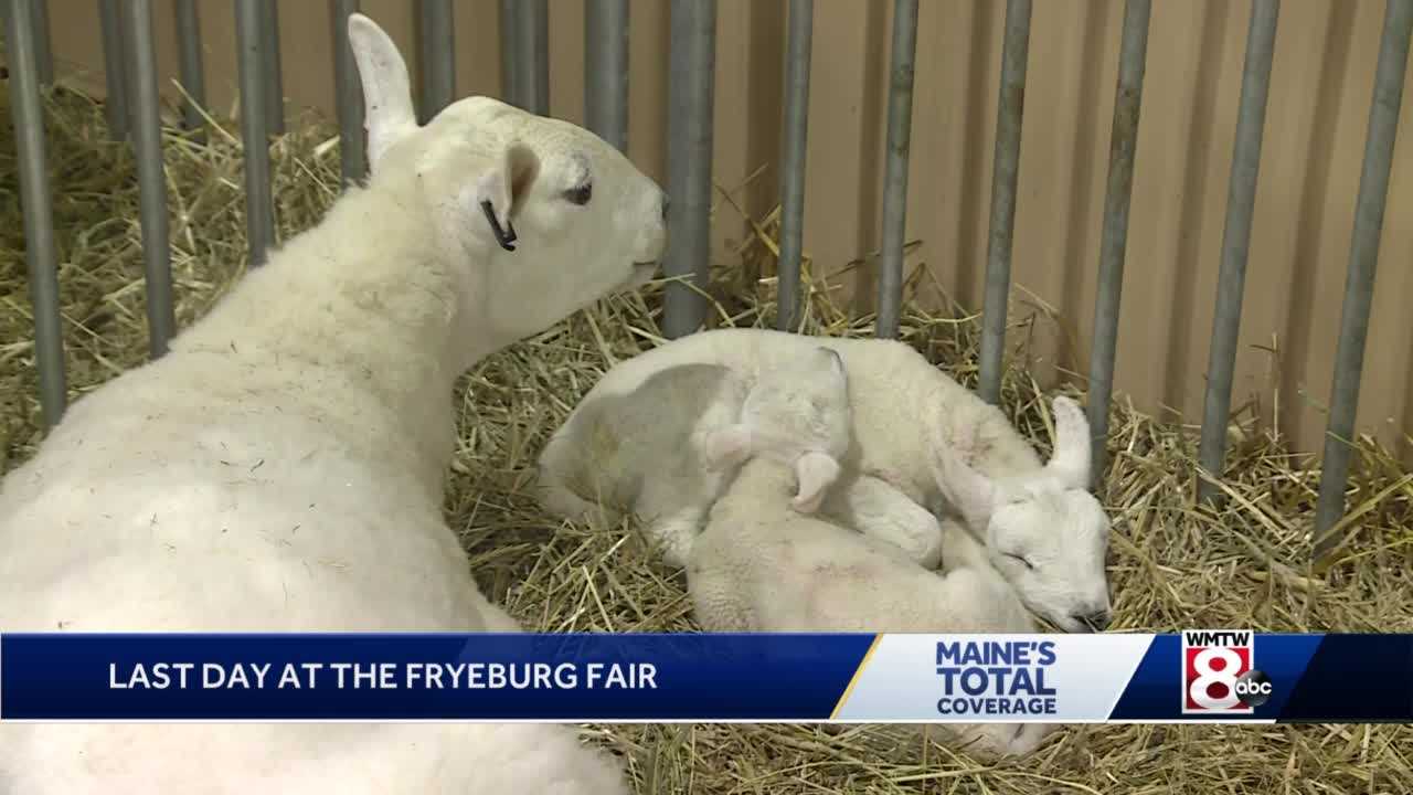 Fryeburg Fair Celebrates Local Agriculture   0a5f47b1 Ae86 482c B4ee Fd1324c8a481 Image 