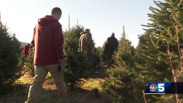 Gov. Scott celebrates Vermont's Christmas Tree industry - Vimarsana News