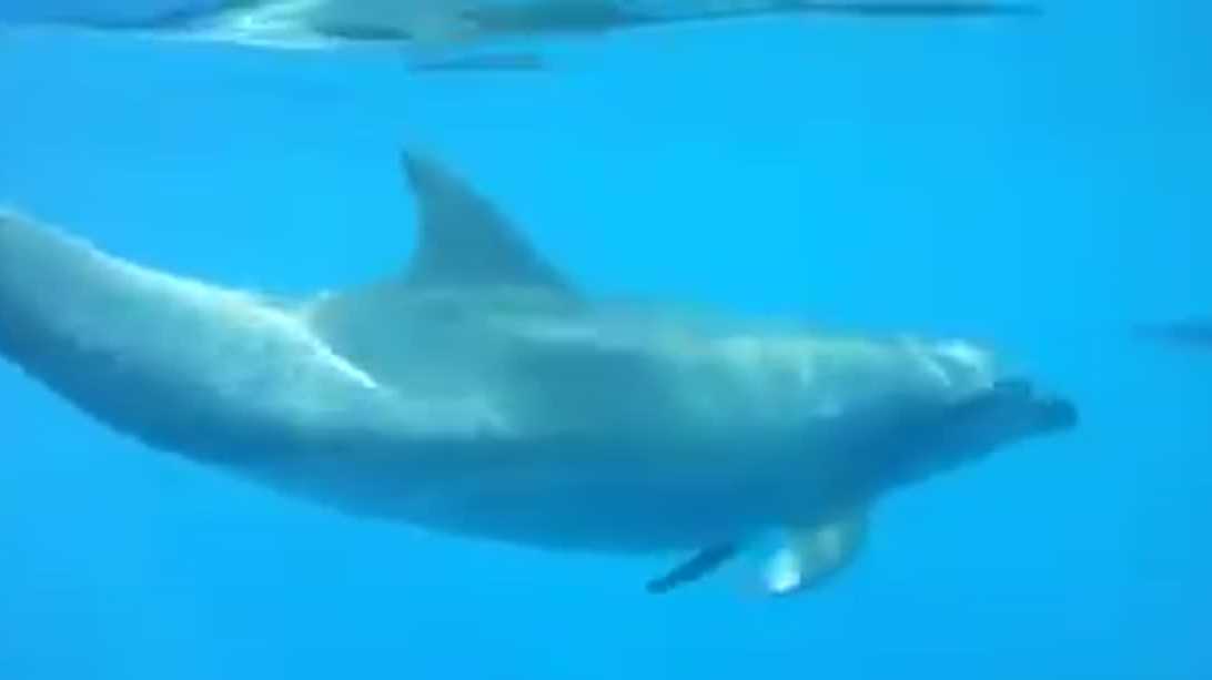 Dolphins may respond to names