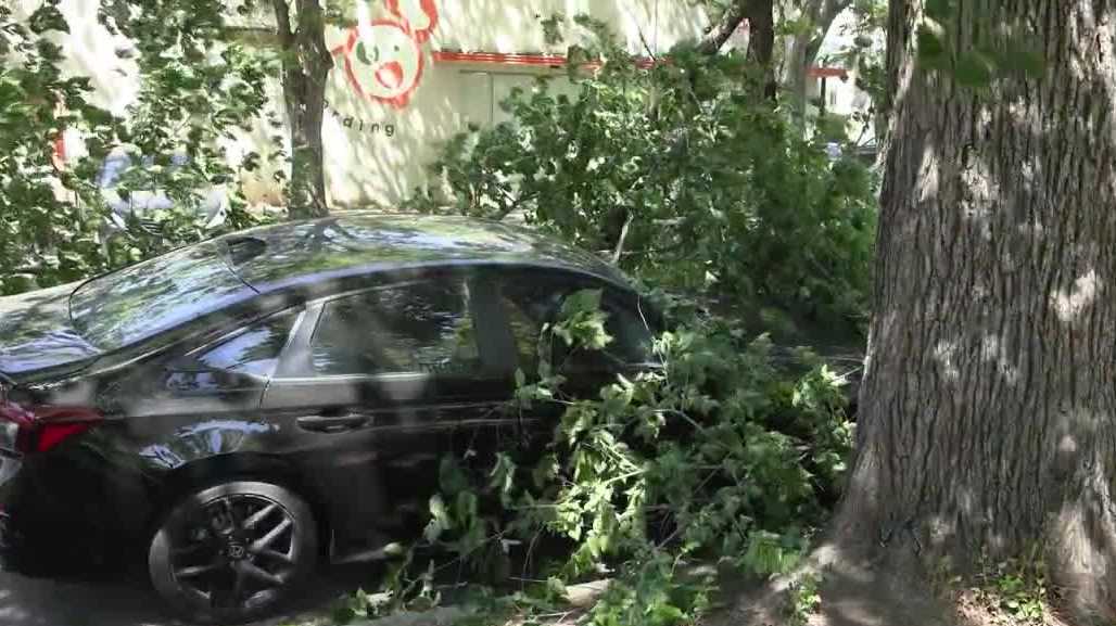Northern California winds topple trees, spread outages and raise wildfire concerns