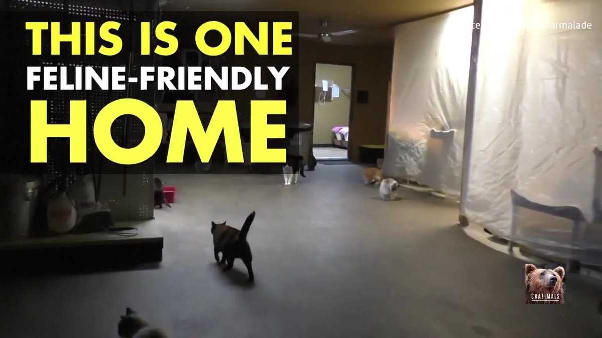 The Home Where 700 FreeRange Cats Roam