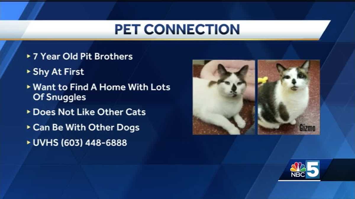 Pet Connection July 26, 2018