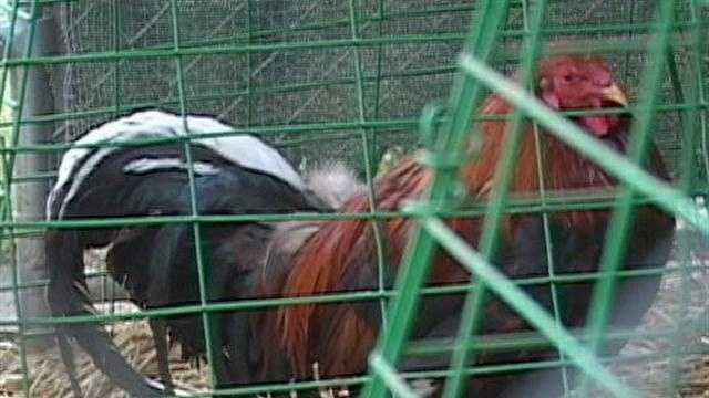 Salinas Cockfight Broken Up 88 Roosters Euthanized 