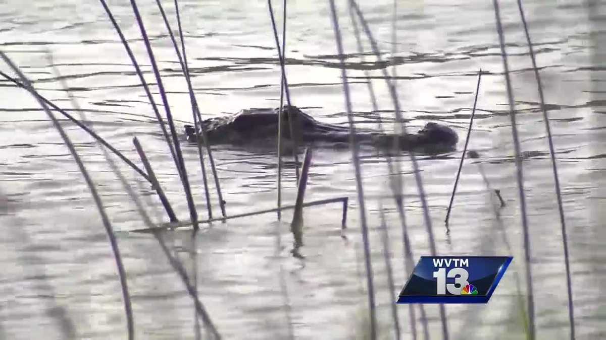 Kayaker has close encounter with gator in Mobile Bay