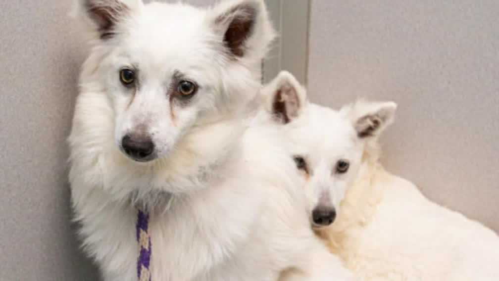 ARL of Iowa helps rescue 34 dogs from Missouri breeding operation