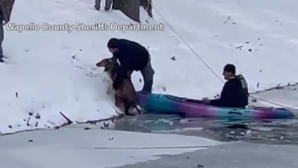dog rescued from icy pond in wapello county