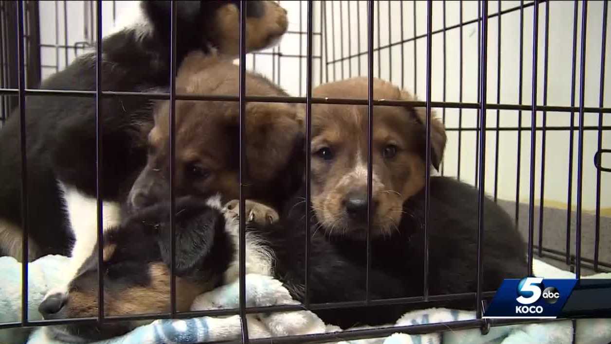 PUPPIES THROWN OVER OKLAHOMA BRIDGE: Puppies on road to recovery after being thrown over side of Logan County bridge - Vimarsana News