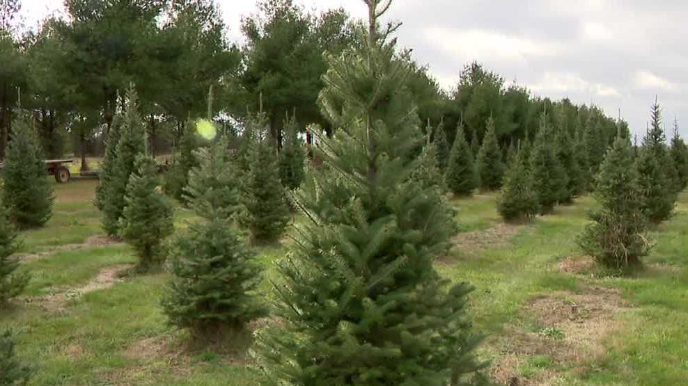 Drought challenges impact Christmas tree farms